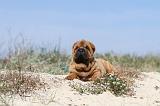 SHAR-PEI 133